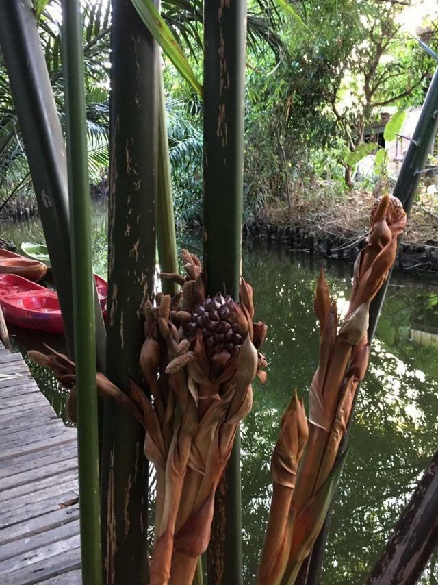 Baan Glangsuan Bang Kobua 호텔 Bang Chak 외부 사진